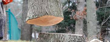 Best Tree Mulching  in Bellport, NY
