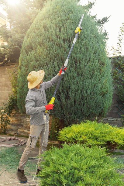 Best Tree Removal  in Bellport, NY