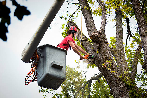 Best Commercial Tree Services  in Bellport, NY