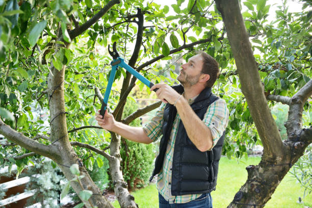 Best Pest Control for Lawns  in Bellport, NY